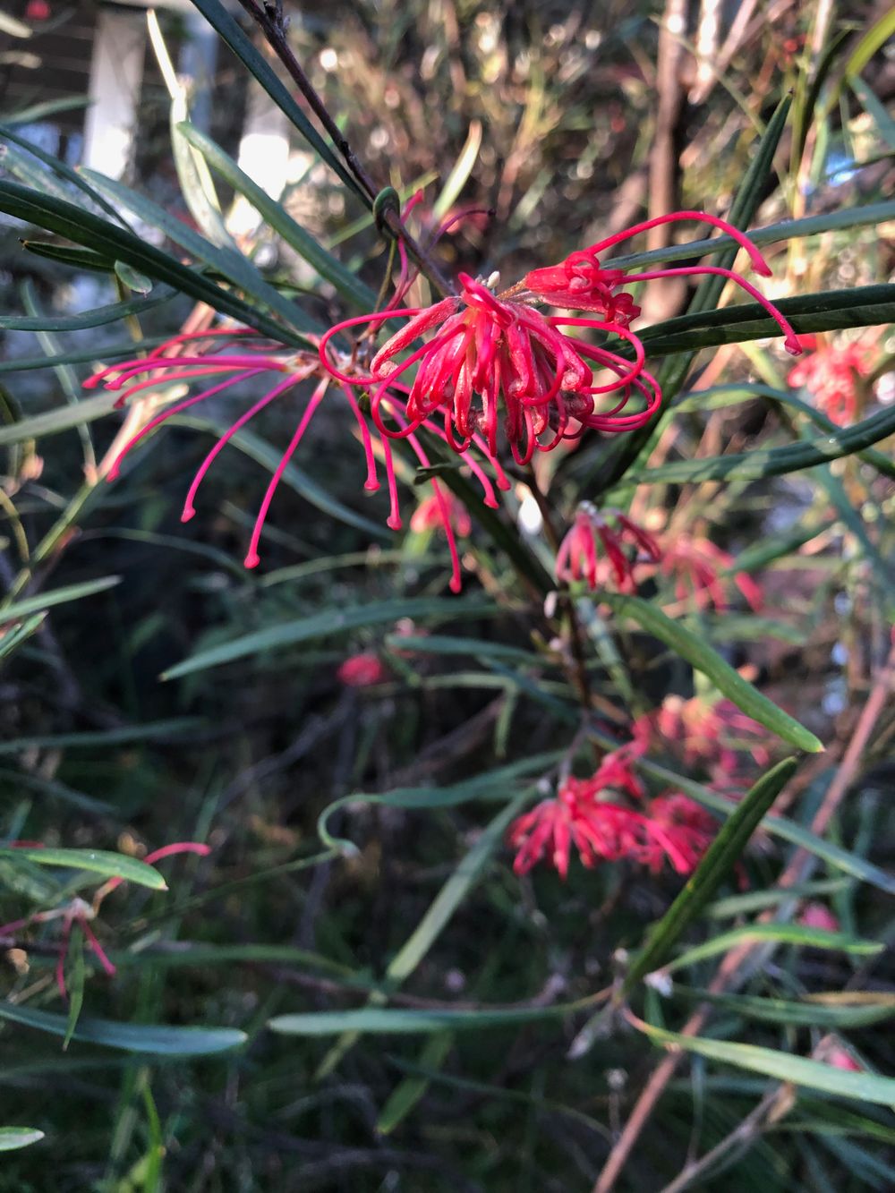 Winter wonder: Red Spider-flower grevillea blooming in the Illawarra post image