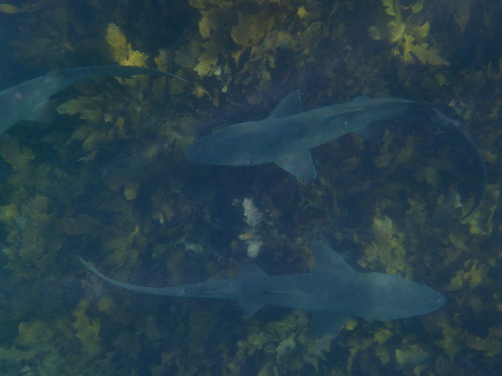 Dream of swimming with Grey Nurse Sharks in the Illawarra post image
