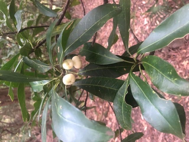 Banksia Bush Care's Tree of the Month post image