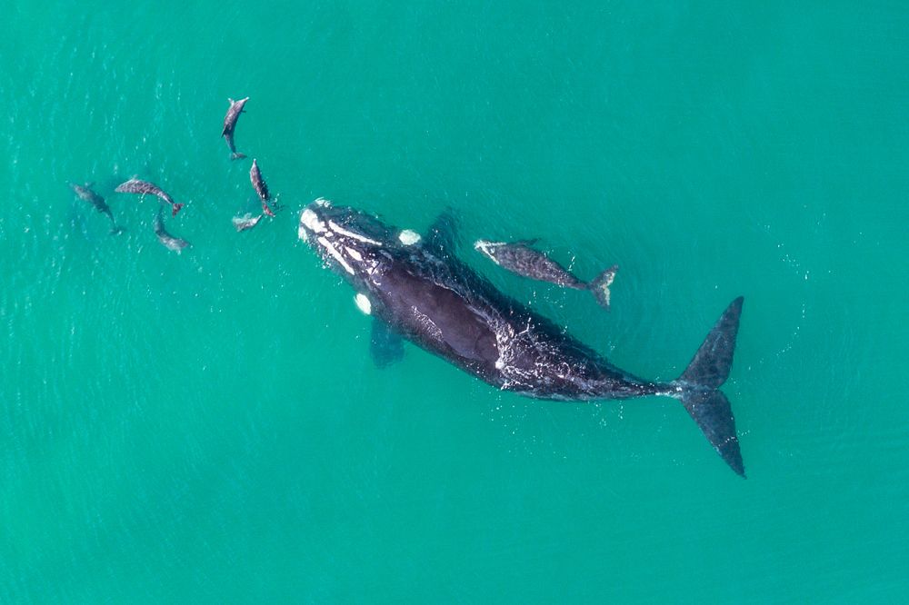 Calling boaters and jet skiers: Take ORRCA's survey to help whales and dolphins post image
