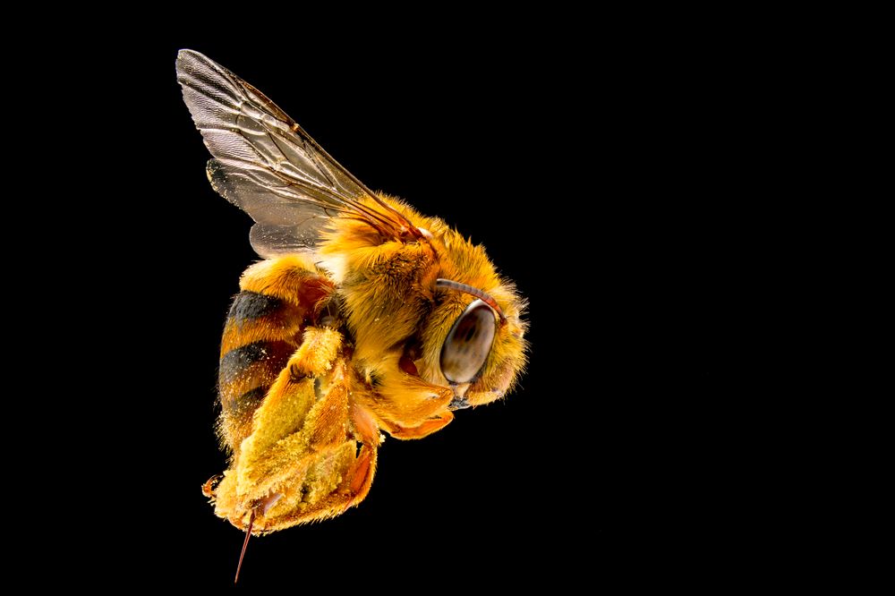Illawarra abuzz: UOW biologist to give free native bee talk in July post image