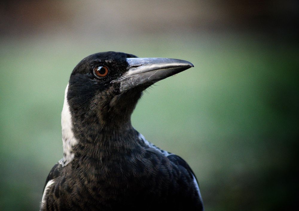 Watch out, magpies are about post image