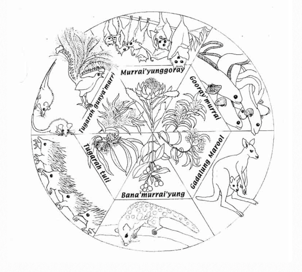 Nature Notes: Dharawal seasons, whale sightings and a halo moon post image