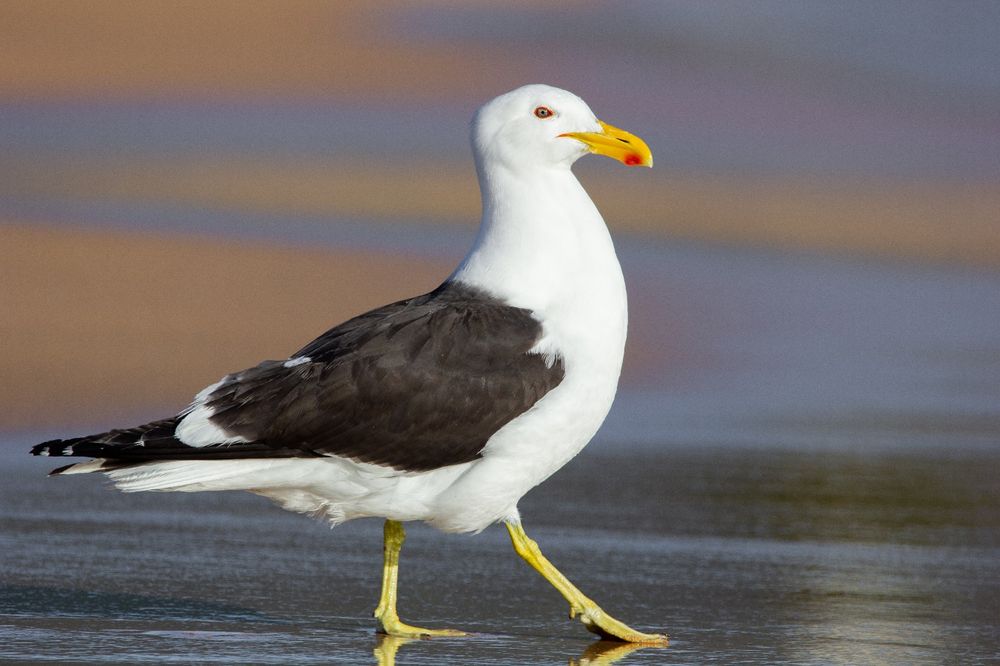 Bird of the Month: Kelp Gull post image