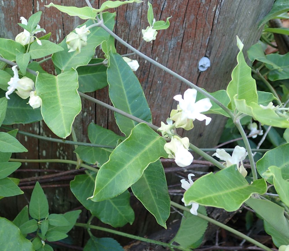 Watch out for Moth vine post image