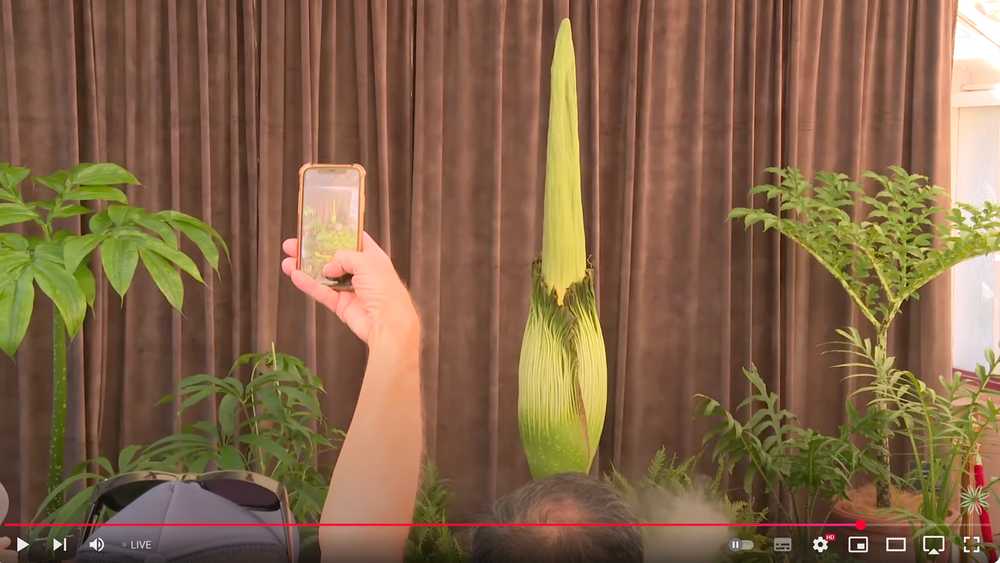 A rare corpse flower and why it's okay to do your nature watching online post image