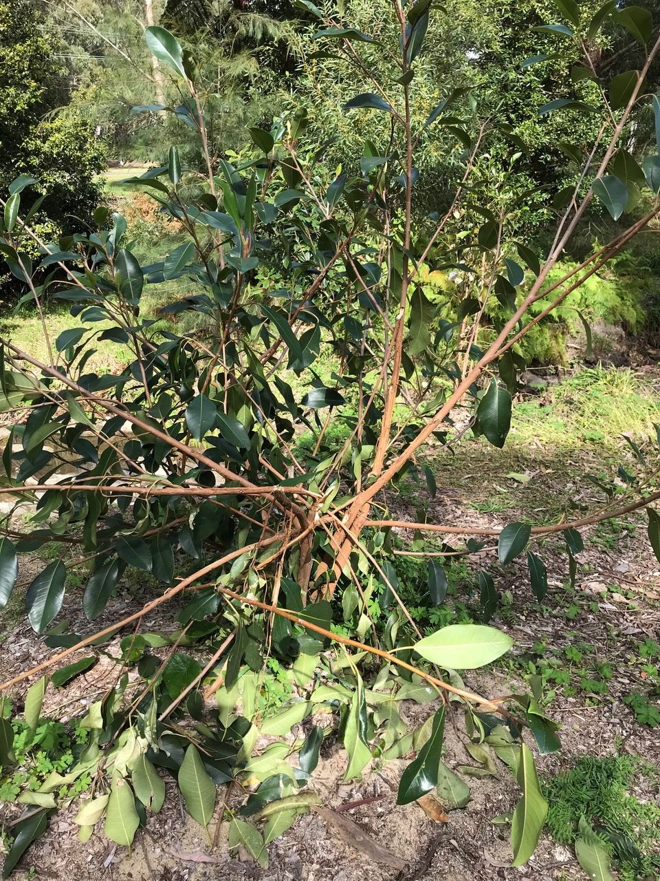 Deer damage Helensburgh Bushcare site post image