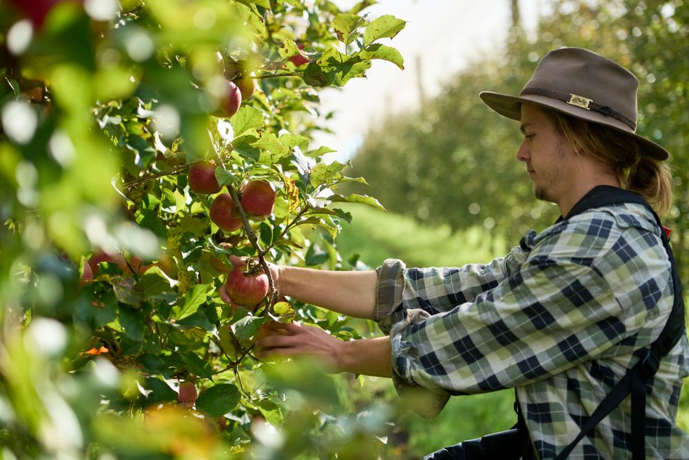 Visit Glenbernie Orchard, home of Darkes Cider post image