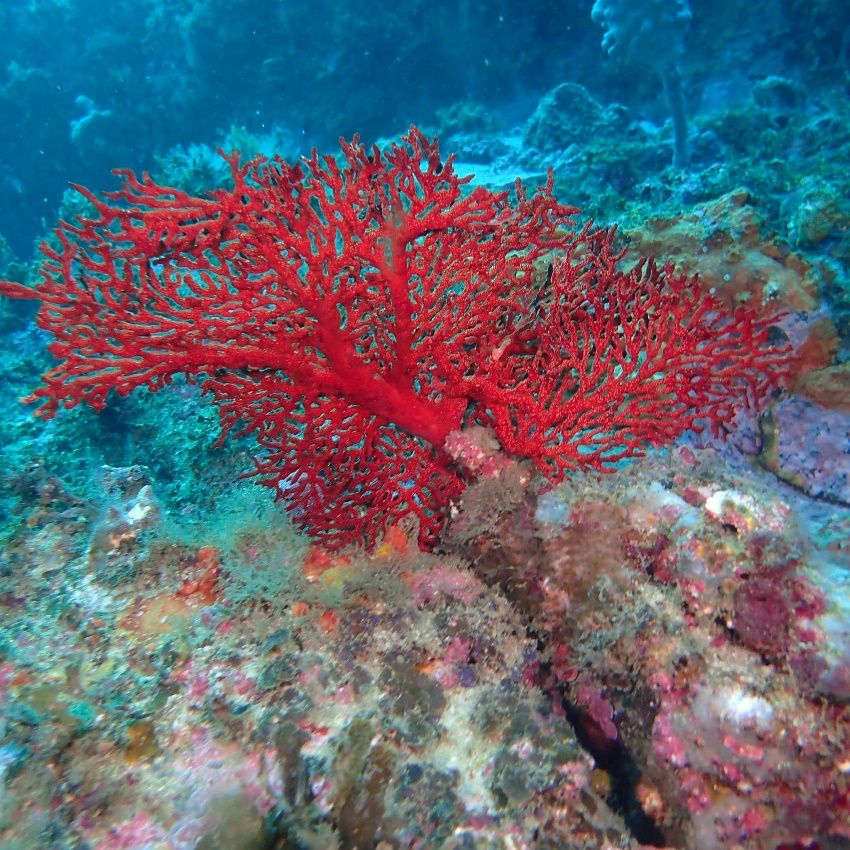 Corals of our Coast: Dive into the Illawarra post image