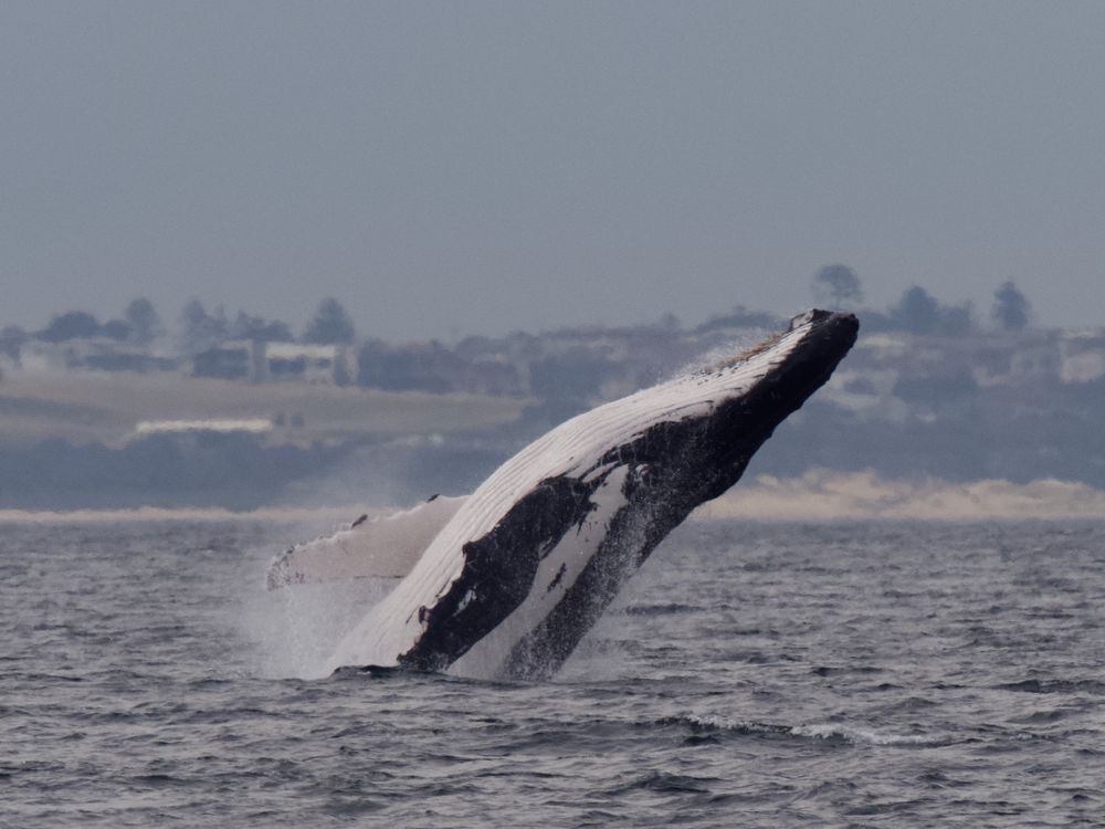 Our top 3 spots to whale watch on the southern migration post image