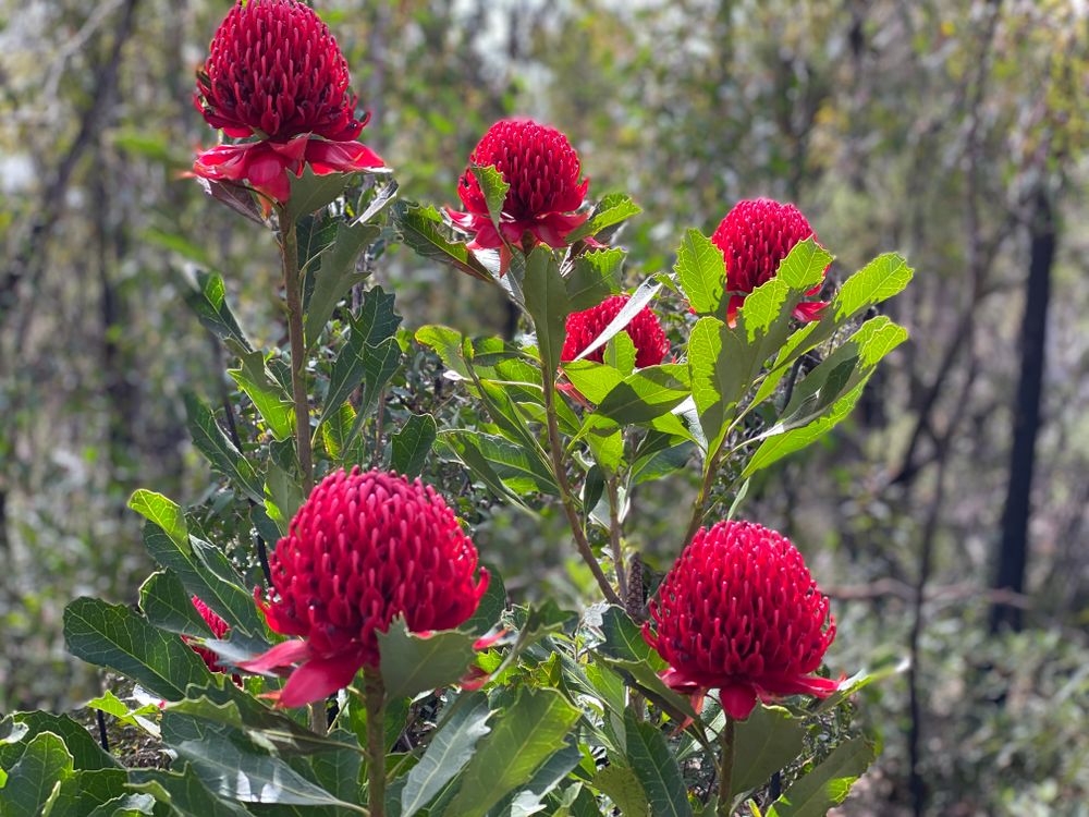Nature Notes: on waratahs, acacias and silvereyes post image