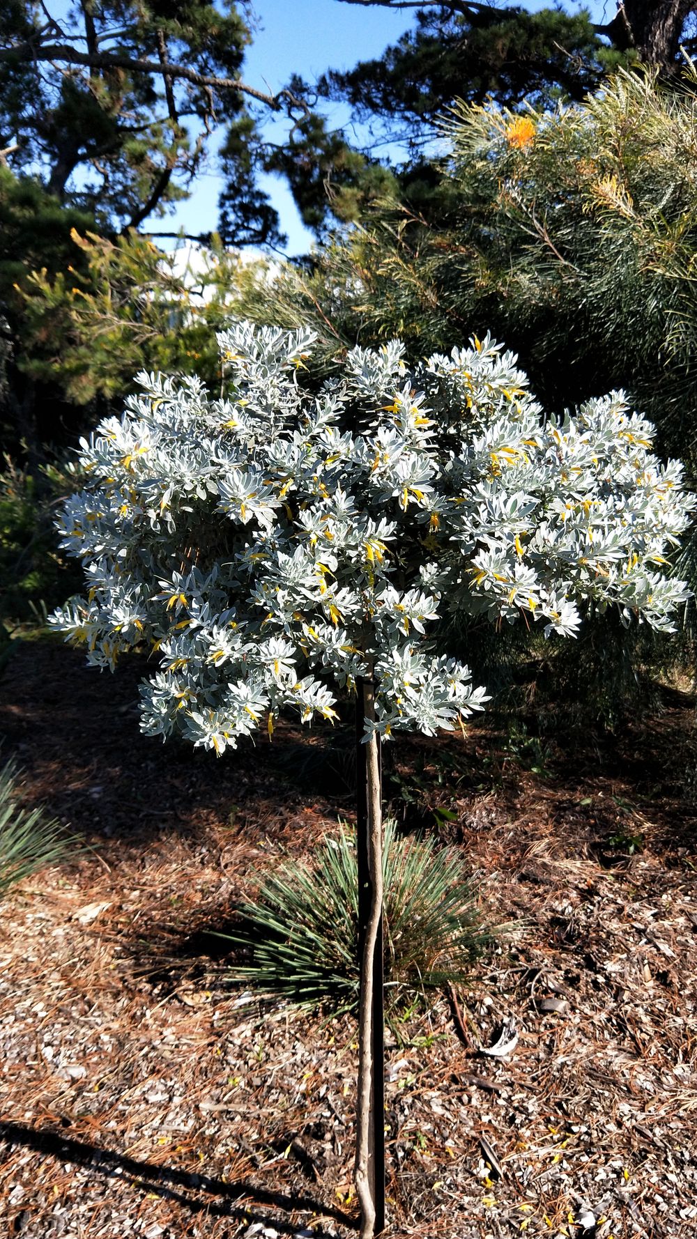 Want to grow something special? post image