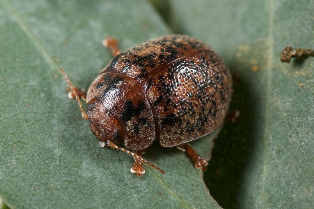 'Working with biosecurity agencies is fun' post image