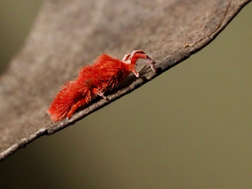 'I’m tiny but I’m mighty, Quite a sight to see' post image