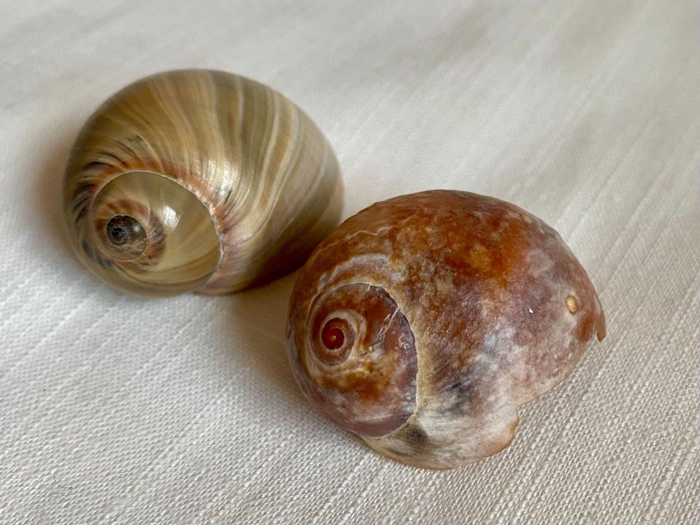 What do deconstructed jellyfish and shell necklaces have in common? post image