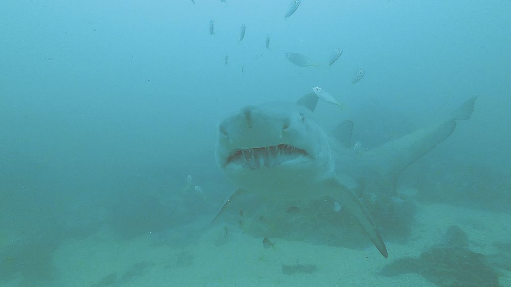 Hello Fish: Sharks of the Illawarra post image