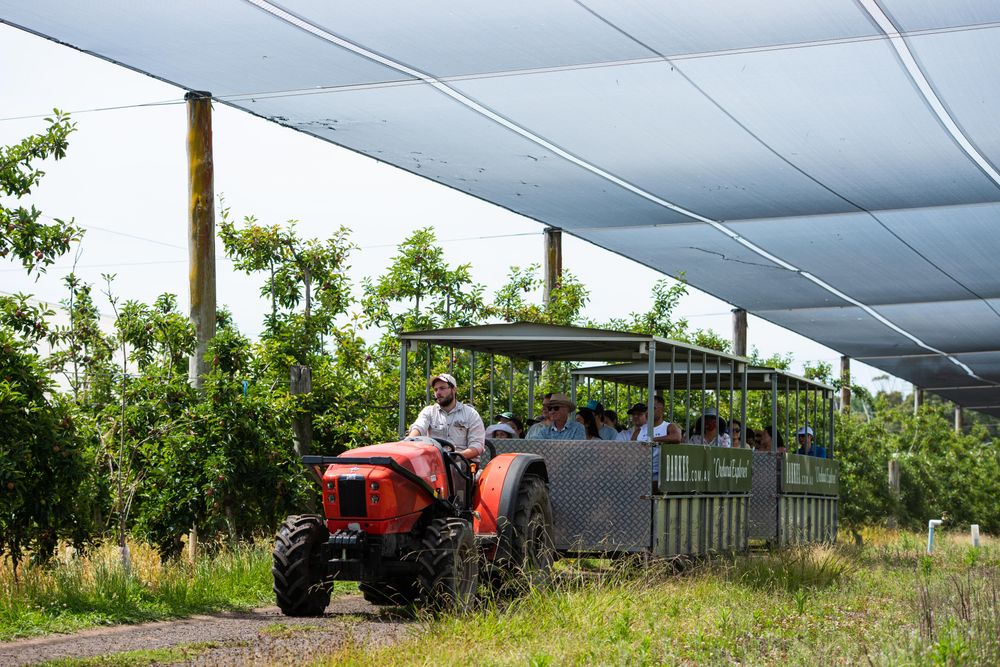 Apple harvest at the Orchard post image
