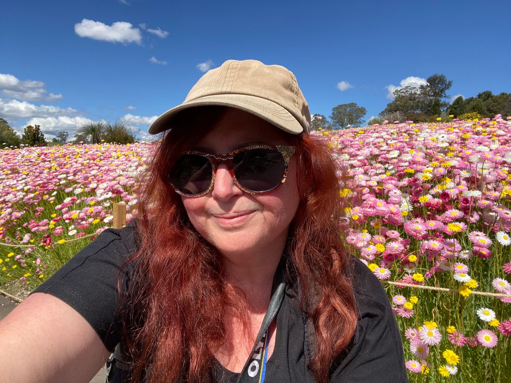 Where to see paper daisies post image