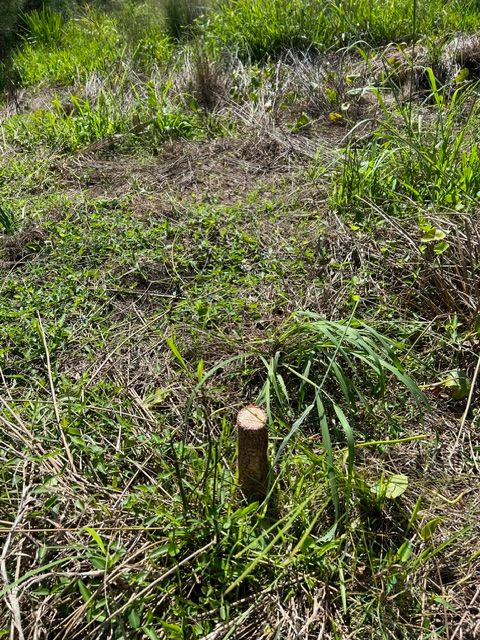 Tree vandalism at Bulli: Report clues to Council post image