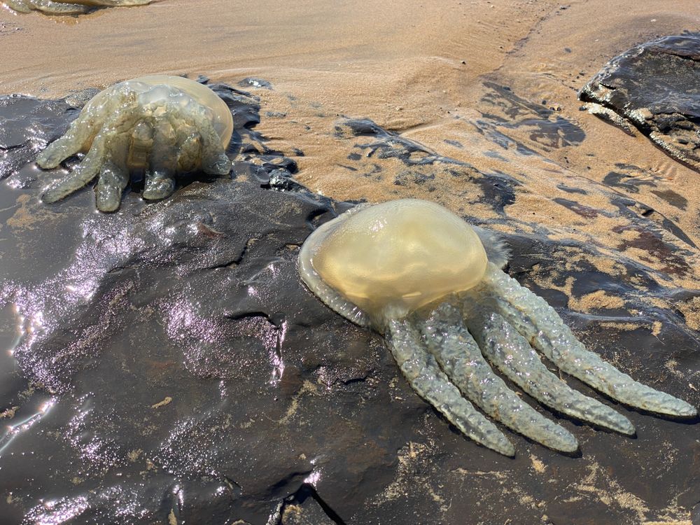 Creature Feature: Blue blubber jellyfish post image