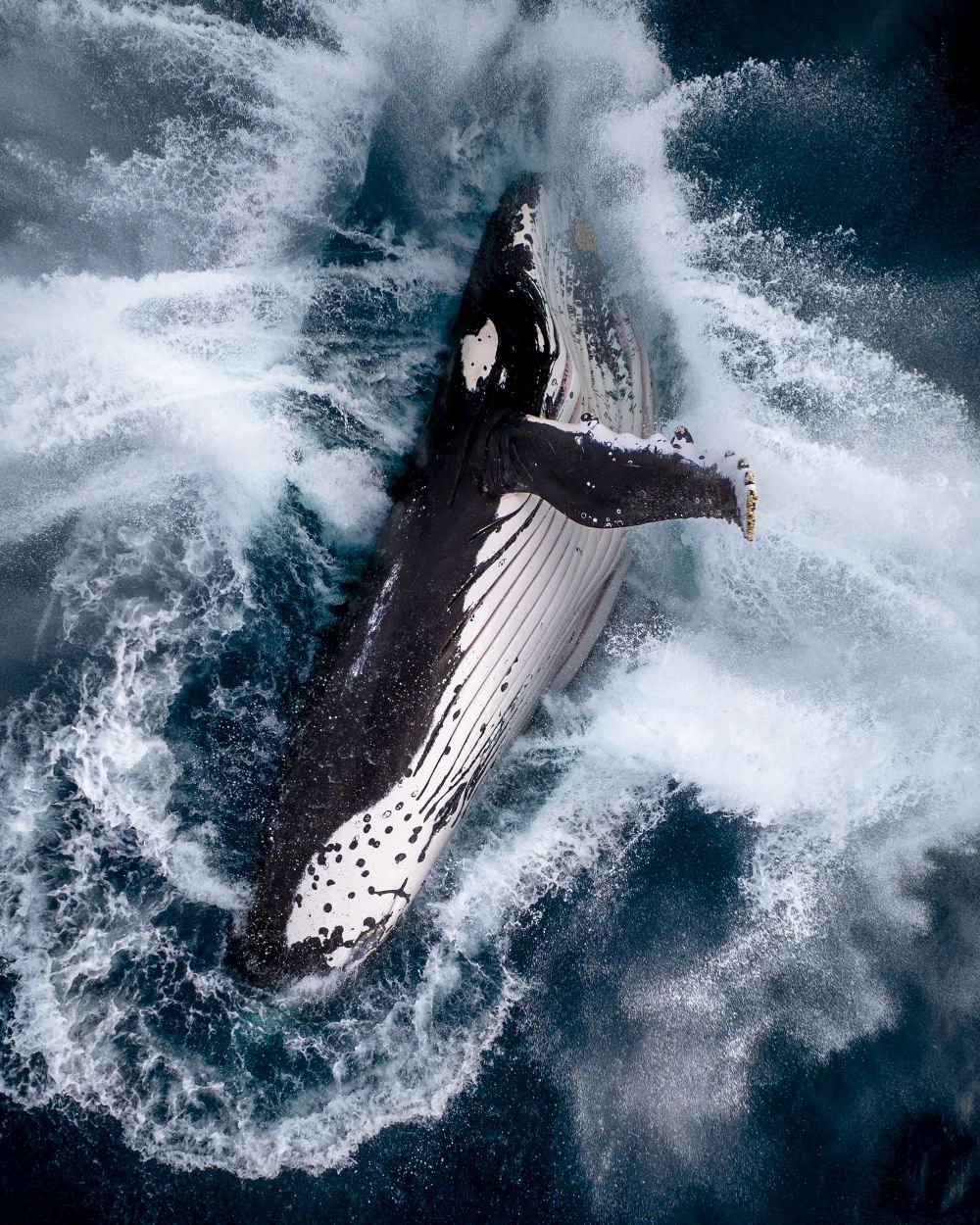 And they're racing: humpbacks are on the move post image