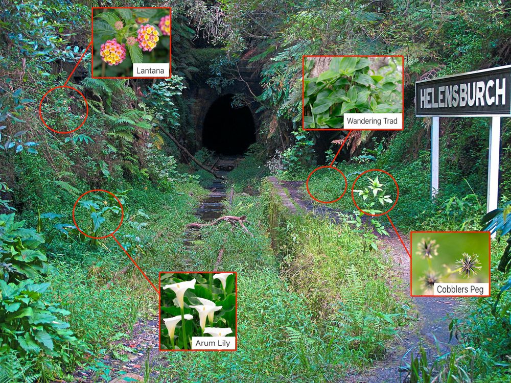 Helensburgh Landcare needs you post image