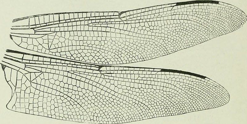 Beetling About with 'Petalura gigantea' post image