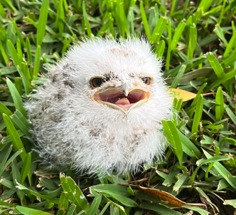 Cheep talk: WIRES volunteer on how to help baby birds post image