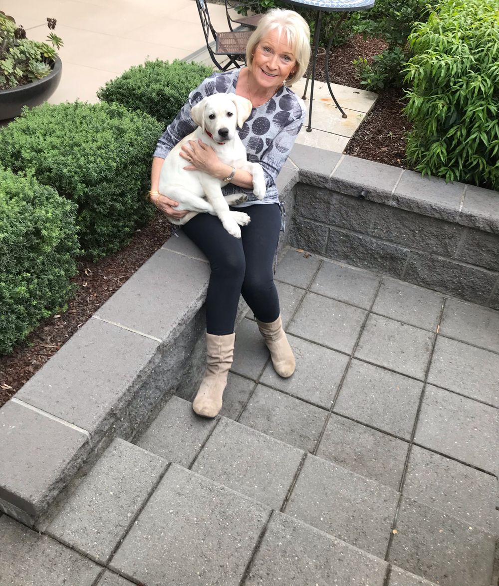 Wanted: puppy raisers for Guide Dogs Australia post image