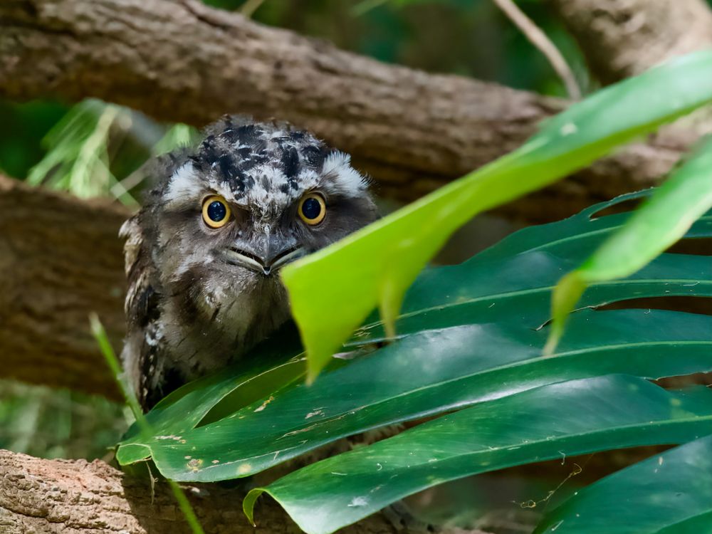The joys of nature watching post image