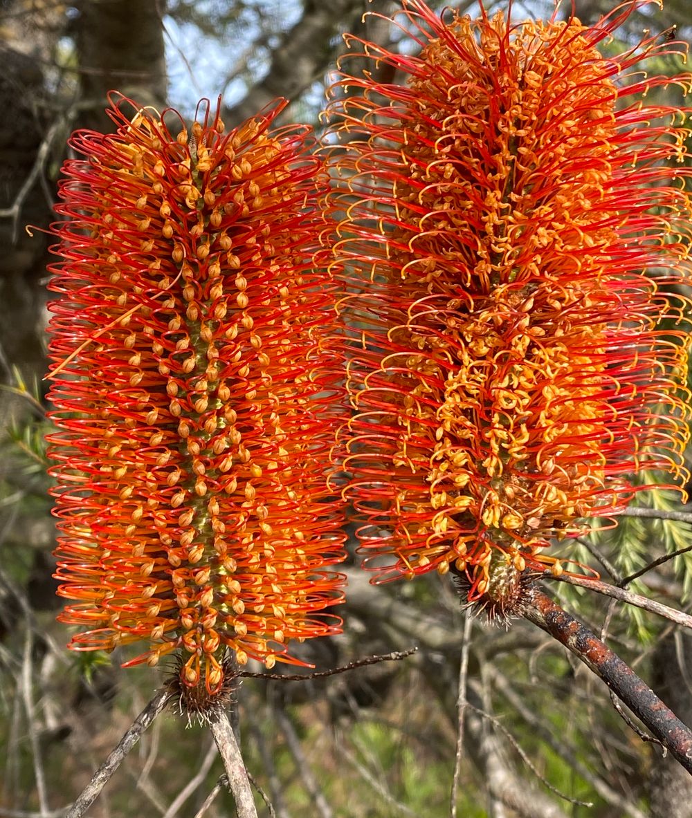 Join us for #FlameBirdBingo post image