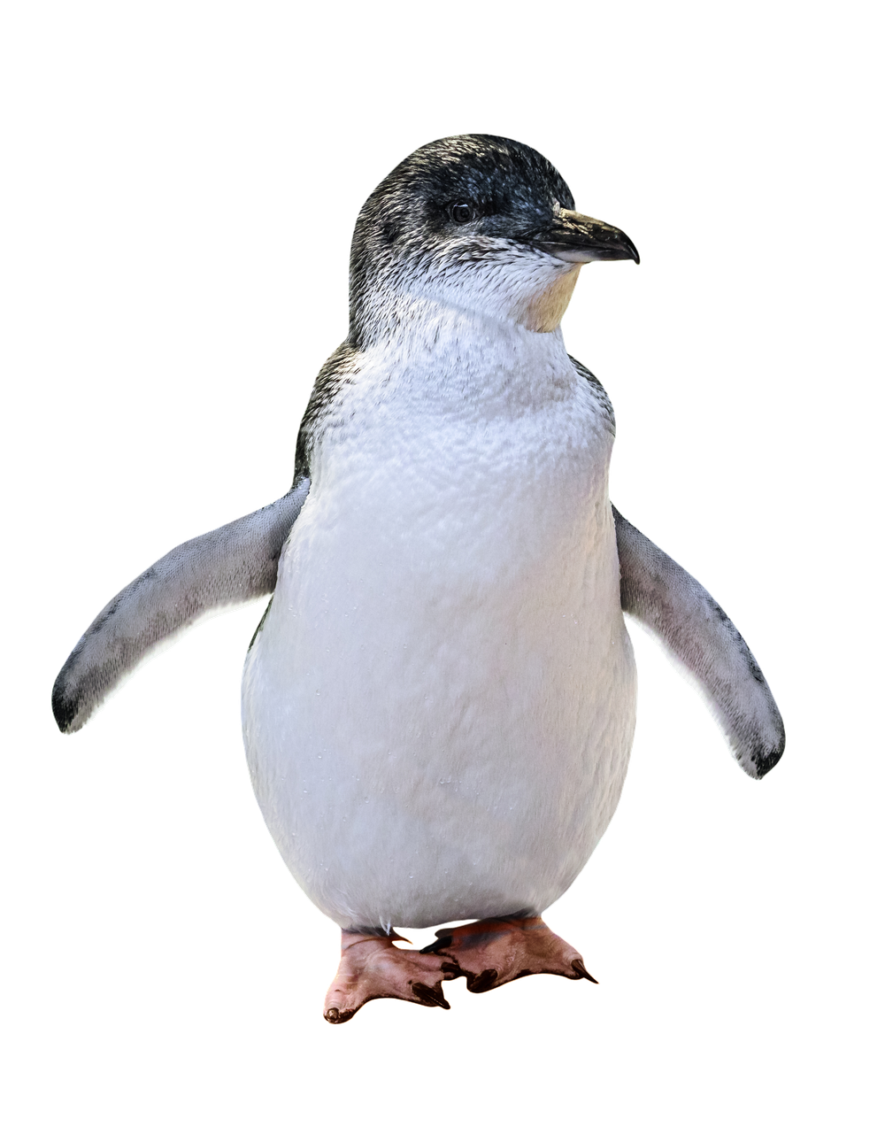 Penguins to march into Symbio post image