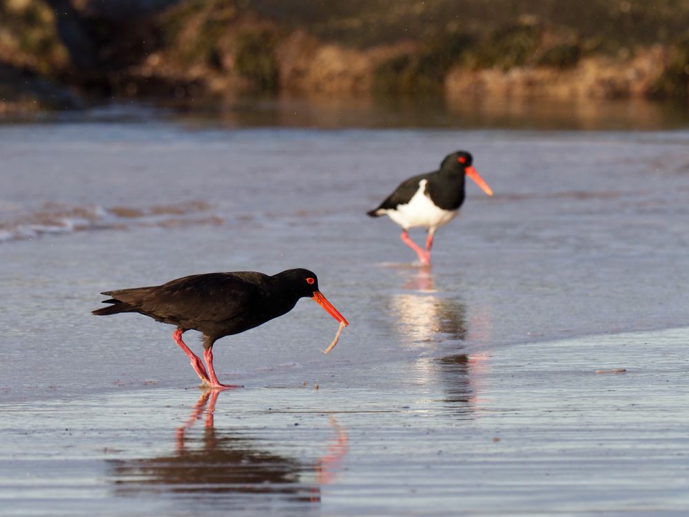 Breeding season for oystercatchers post image