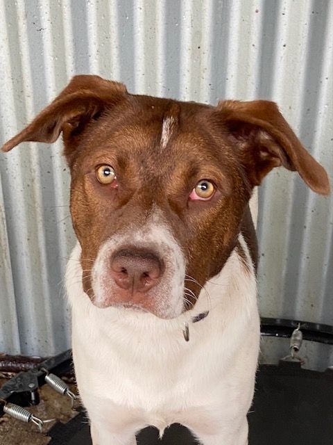 Minnie needs a home post image