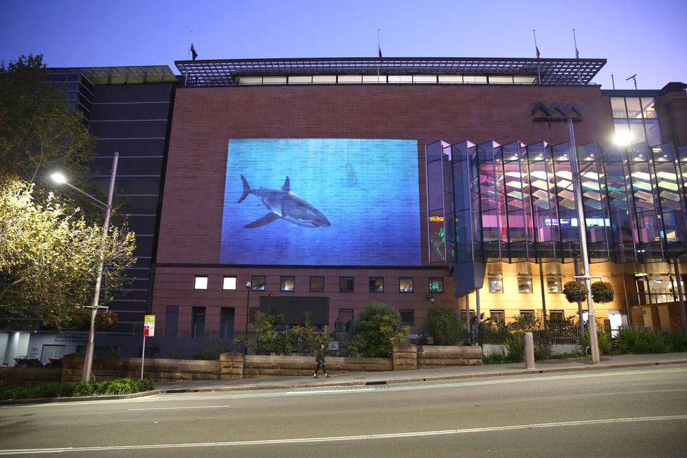 Listening for sharks post image