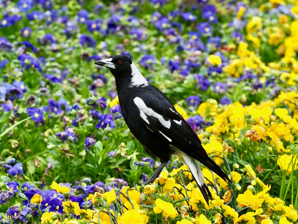 Nature Notes: It's swooping season, Killalea saved + free bird talk post image