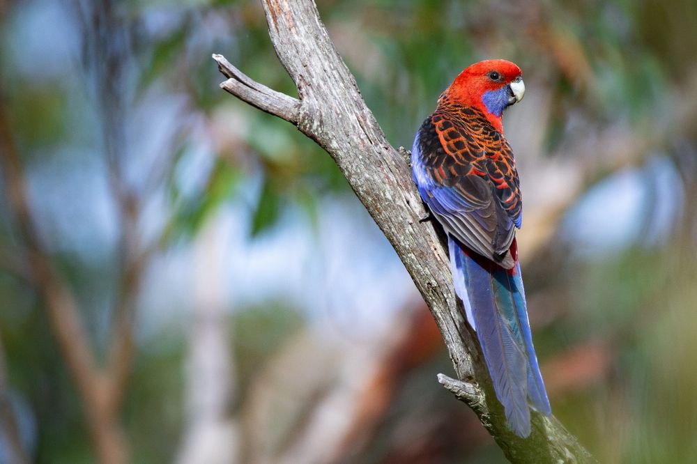 Bird of the Month: Crimson Rosella post image