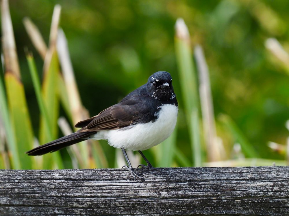 Nature notes: feisty swoopers, frog hotels & the pouch check that could save a life post image