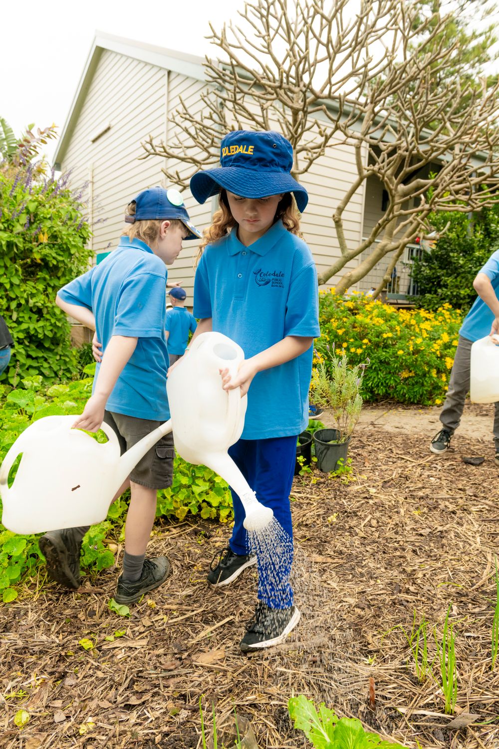 Coledale Public School's Banana, Warrigal greens or Spinach Pancakes post image
