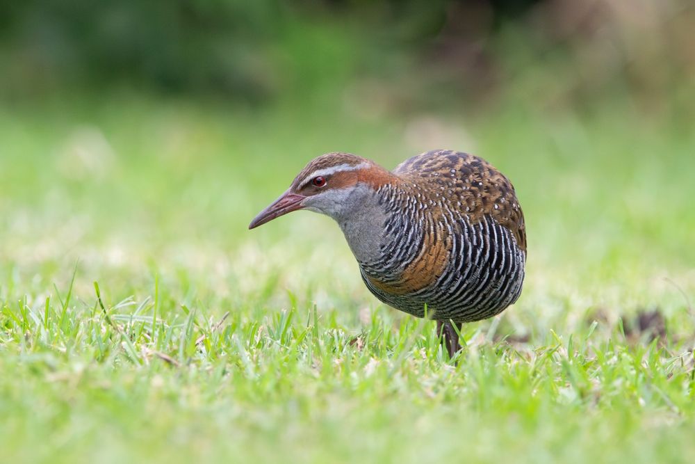 Bird of the Month: Buff-banded Rail post image