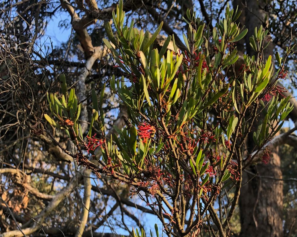 Croom BioBlitz an opportunity for budding citizen scientists post image