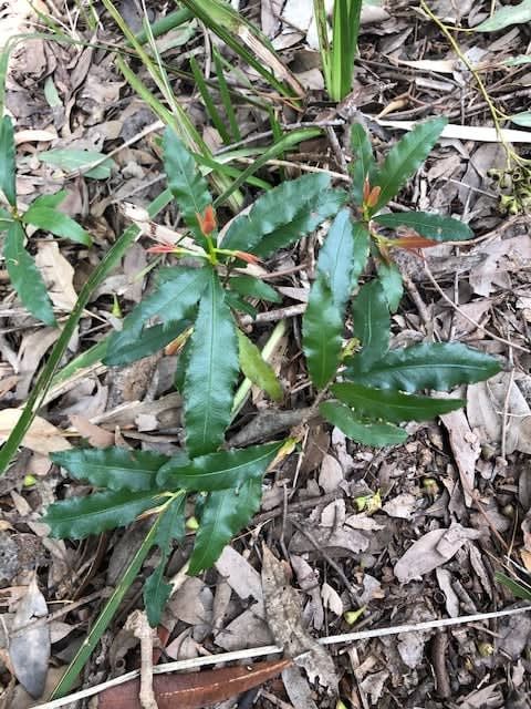 Are tree-changers bad at managing their rural properties? A new study wades into the weeds to find the answer post image