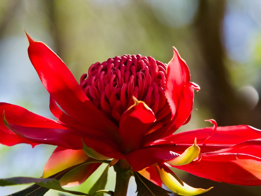 Wander for waratahs and wildflowers post image