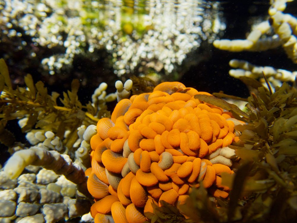 Rockpool Rambles with Backyard Zoology post image