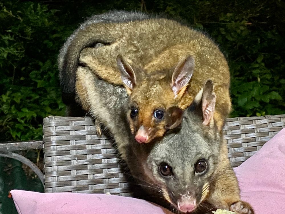 Rescuers inundated post image