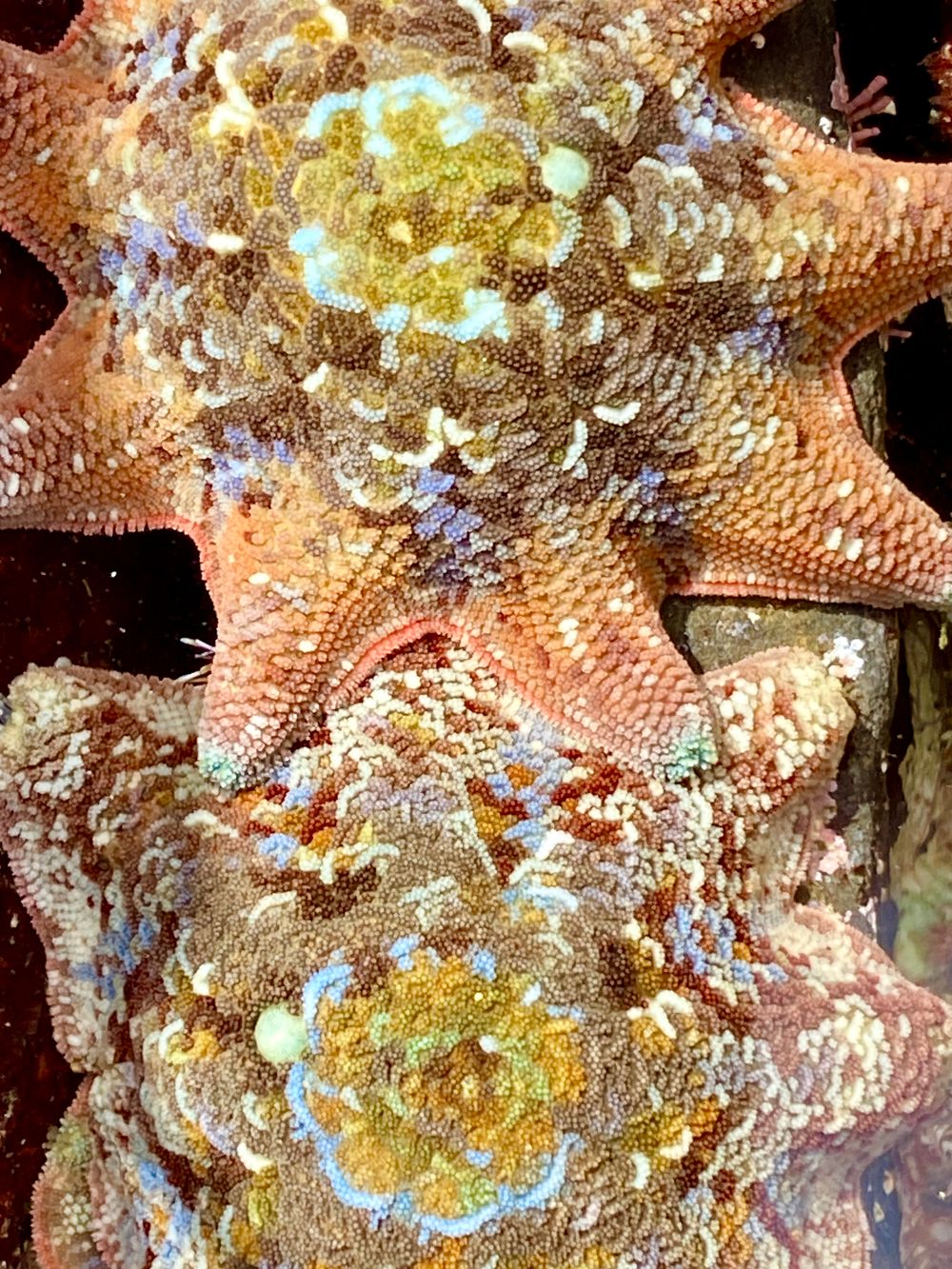Rockpool Ramble: When sea stars align post image