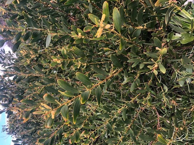Tree of the Month: Coastal Wattle post image