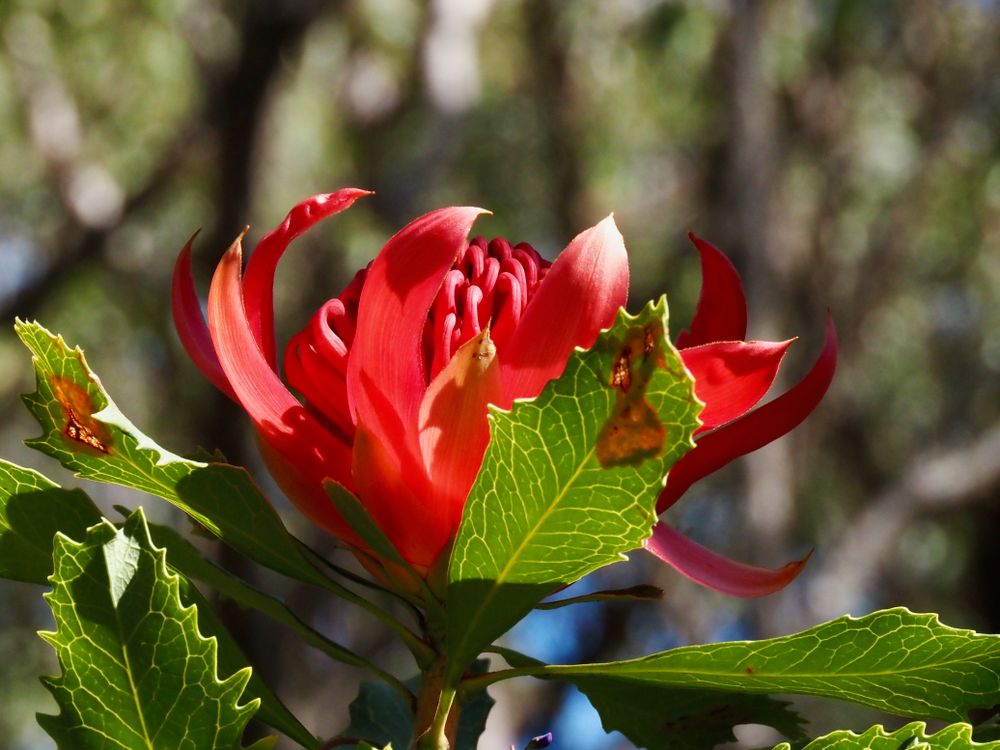 Word from the Waratahs: Spring has sprung early in the Illawarra post image