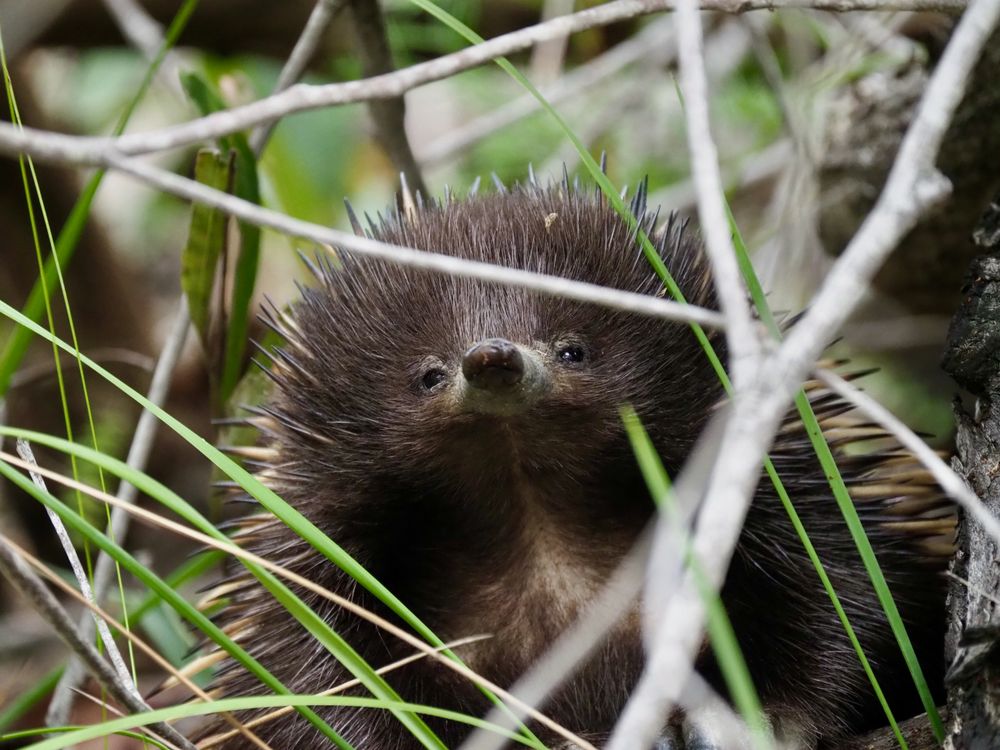 'Echidnas are weird' post image