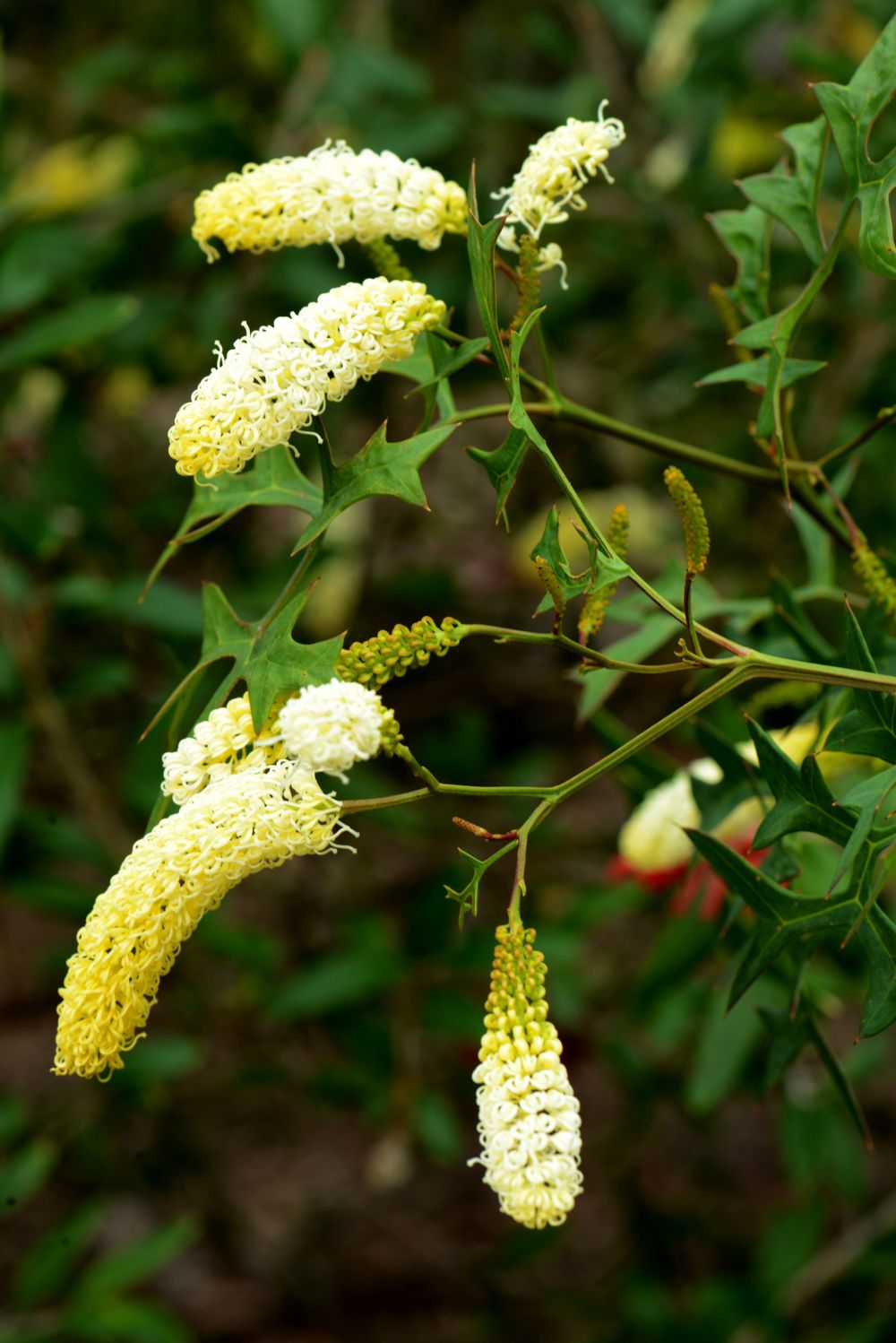 Bringing the West to the Illawarra post image